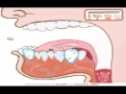 Play A Journey Through the Digestive System hacked online